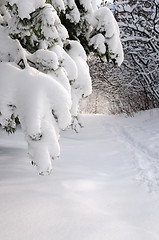 Image showing Path in winter forest