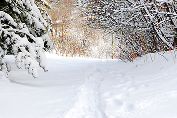 Image showing Path in winter forest