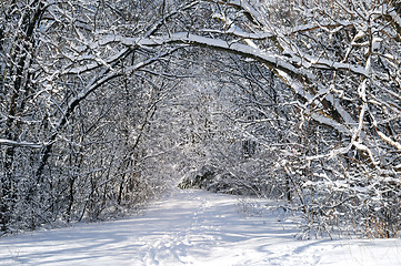 Image showing Path in winter forest