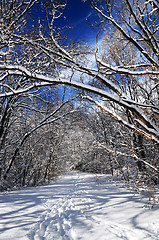 Image showing Path in winter forest