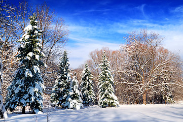 Image showing Winter forest