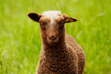 Image showing brown lamb