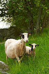 Image showing sheep with lamb