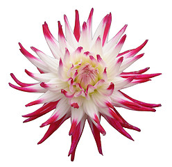 Image showing Flower,Dahlia, isolated on white