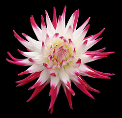 Image showing Flower, Dahlia, isolated on black