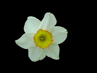 Image showing White Narcissus, isolated on black