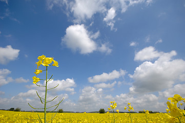 Image showing Yellow rape flower and clouds
