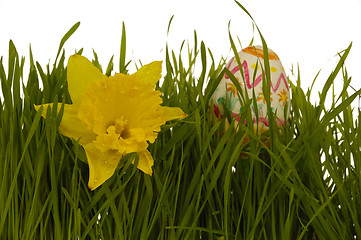 Image showing Daffodil and easter egg
