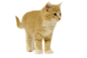 Image showing Kitten