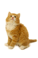 Image showing Kitten is looking up