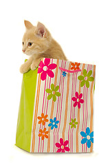 Image showing Kitten and shopping bag