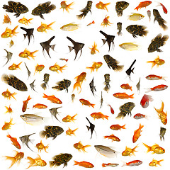 Image showing Fish collection. 5000 x 5000 pixels.