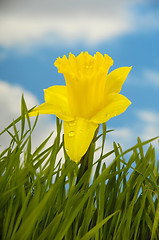 Image showing Daffodil