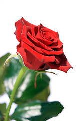 Image showing Red Rose