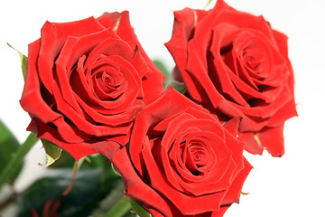 Image showing Red Roses