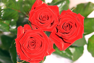 Image showing Red Roses