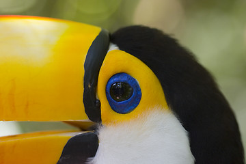 Image showing Closeup of a toucan