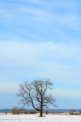 Image showing Lonely tree in a winter field