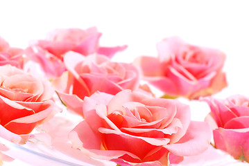 Image showing Pink roses