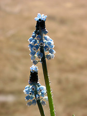 Image showing Spring blue flowers