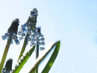 Image showing Blue spring