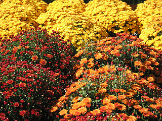 Image showing Colorful fall mums