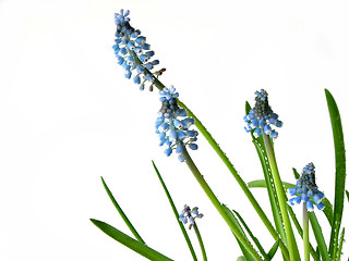 Image showing Blue spring flowers on white