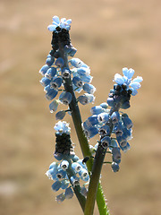 Image showing Grape hyacinth