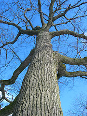 Image showing Old oak tree winter