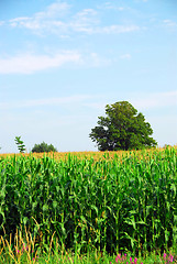 Image showing Corn field