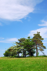 Image showing Summer landscape