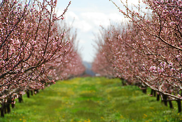 Image showing Blooming peach orchard