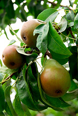 Image showing Pears