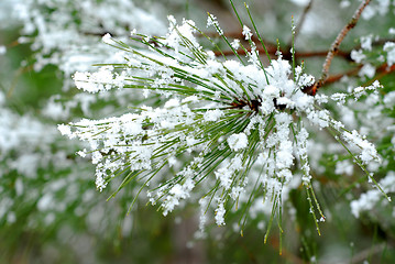 Image showing Snowy pine needles