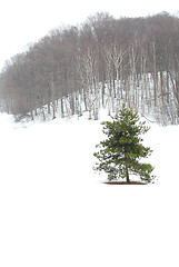 Image showing Winter landscape