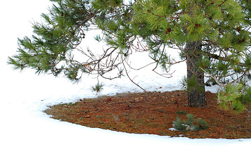 Image showing Under winter pine