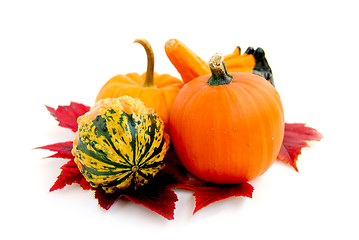 Image showing Mini pumpkins