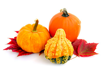 Image showing Mini pumpkins