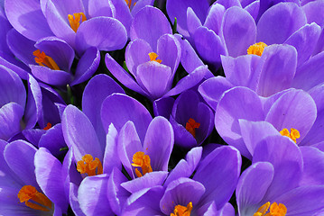 Image showing Purple crocus