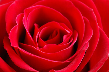 Image showing Red rose