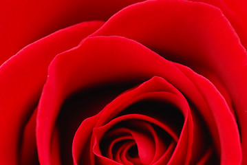 Image showing Red rose