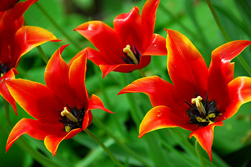 Image showing Red tulips