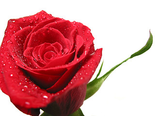 Image showing Red rose with water droplets