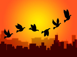 Image showing Flying Birds Shows Summer Time And Season