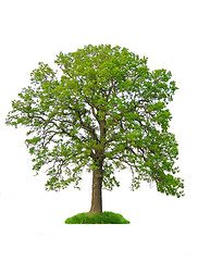 Image showing Isolated tree