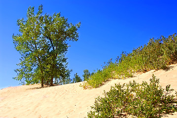 Image showing Sand dunes