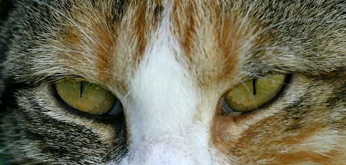 Image showing cat eyes