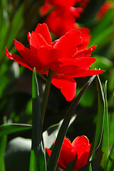 Image showing Red tulip close