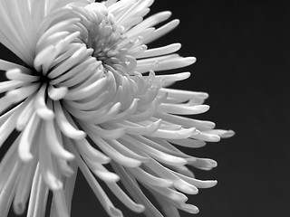 Image showing White chrysanthemum