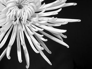 Image showing White chrysanthemum